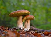 eekhoorntjesbrood de brand 10-2013 7022